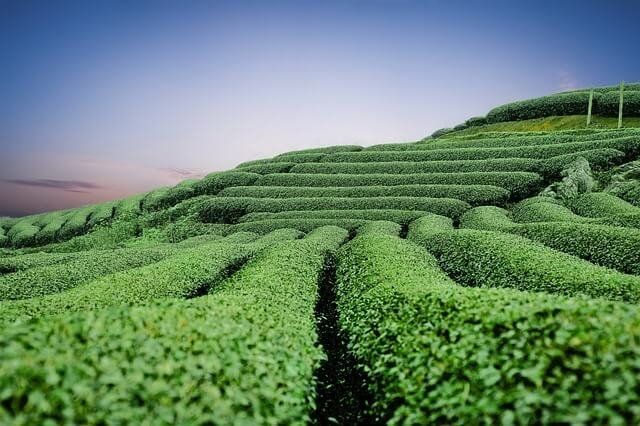 Groene thee plantage